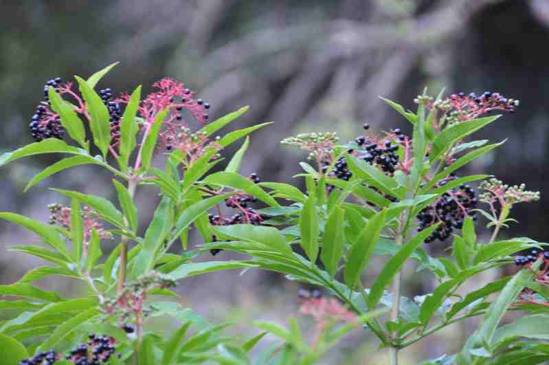 Sambucus ebulus